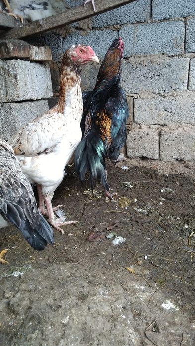 Бойцковый  Бабахы қораз/тауық 2+1