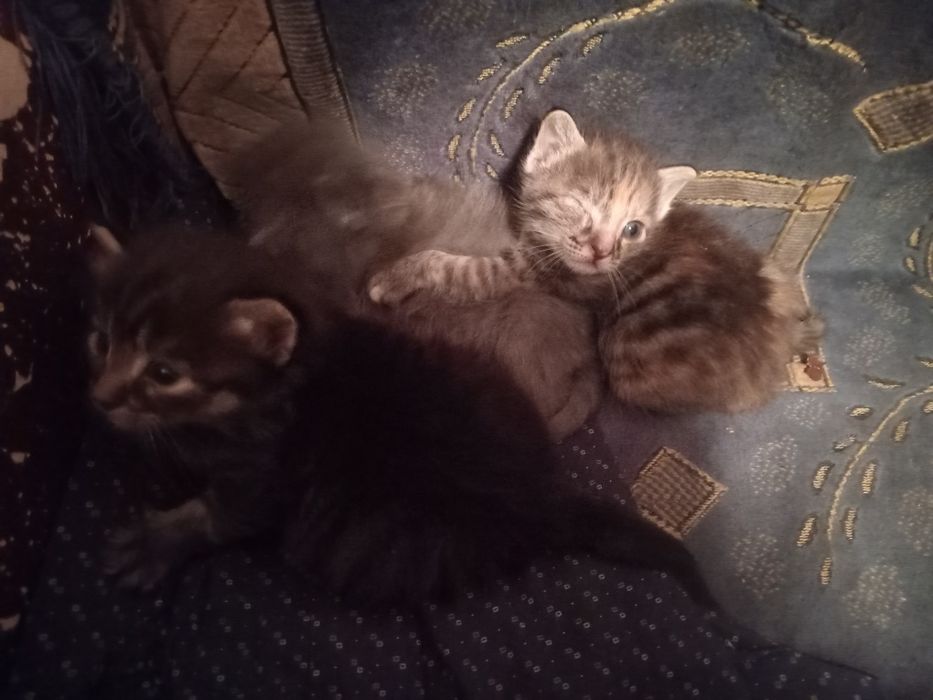 Ищем новых родителей.