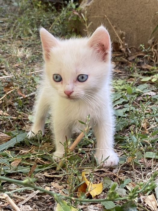 Коты 3 месяца 2 недели