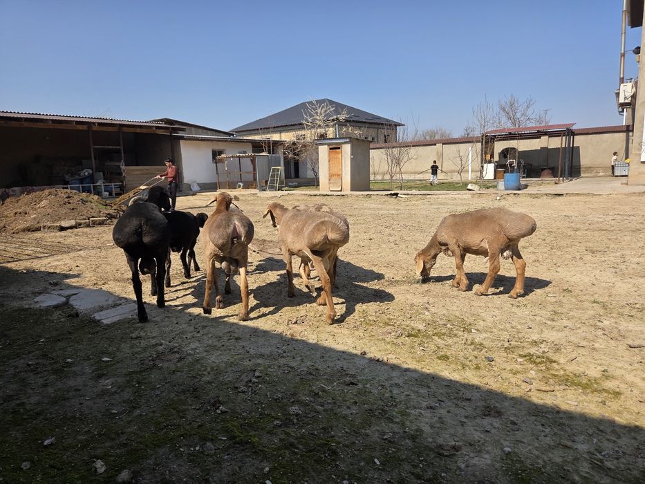 Ұрықтыққа бір жасар арашан қошқарлап