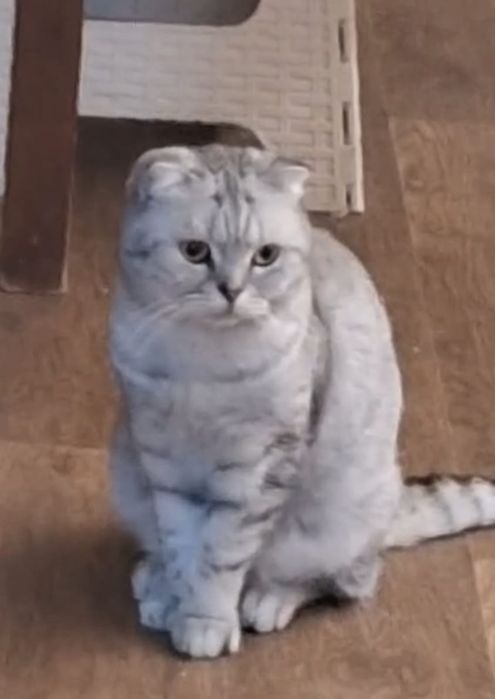 Шотландская Скоттиш -фолд