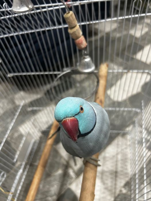 Papagal micul Alexandru