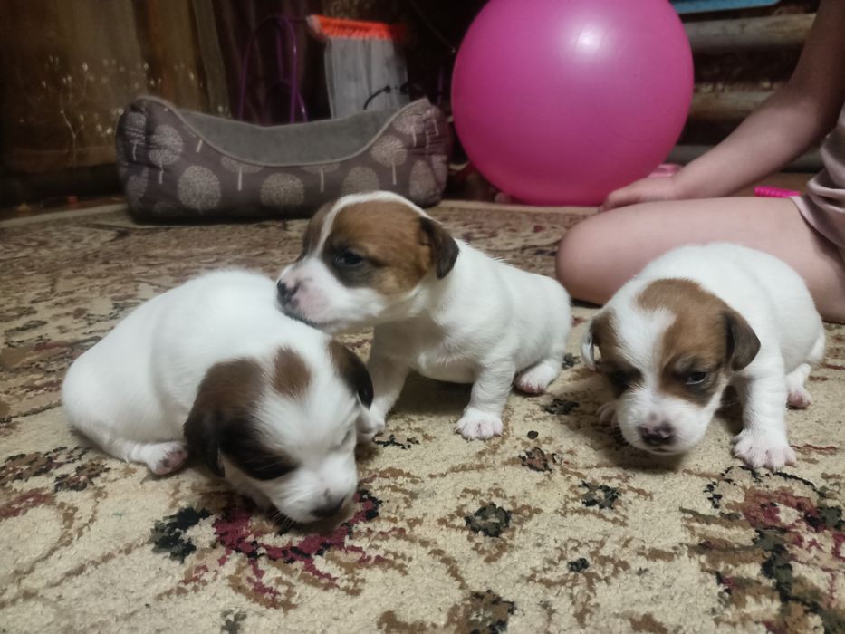 Джек Рассел терьер