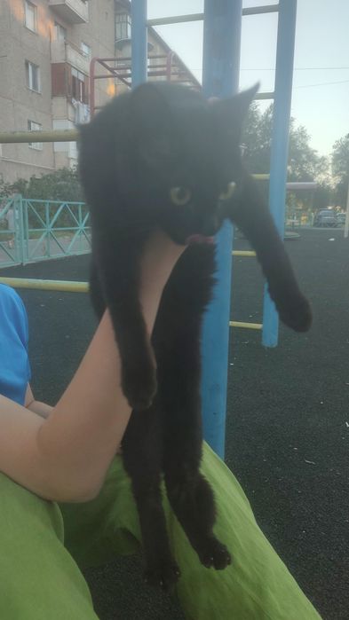 Котенок домашний