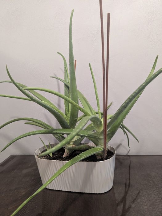 Продам Алоэ Вера 5 лет