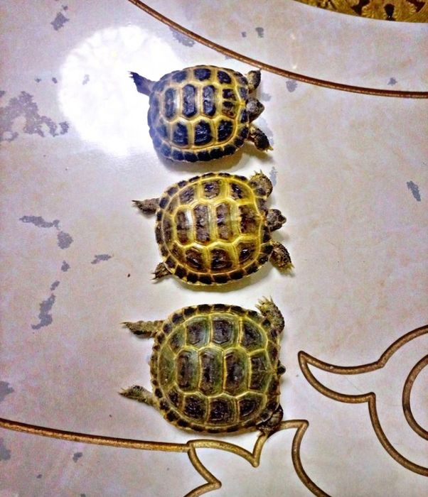 Toshbaqa sotiladi!) Продается черепашки!)
Holati a'lo va shuningdek ju