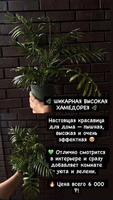 Комнатные цветы