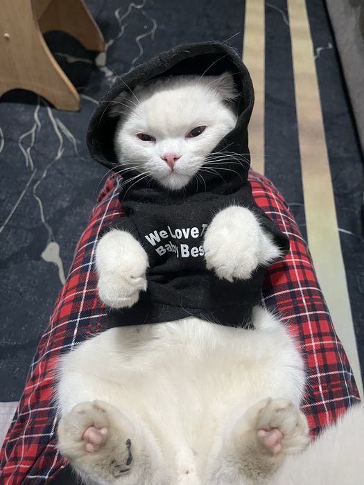 вислоухая кошка