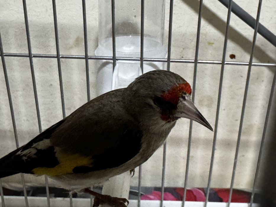 Sava sotiladi oʻzimizni qush