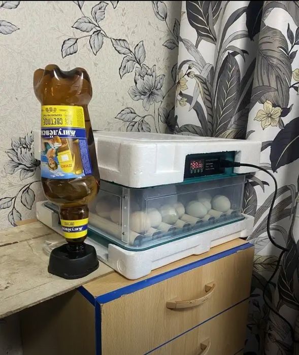 Inkubator 36talik
