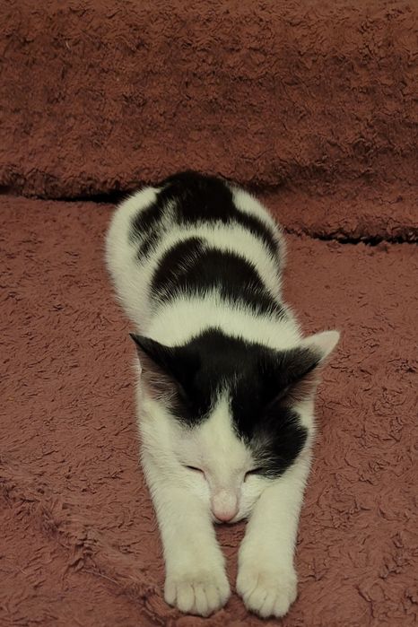 Котёнок-мальчик, 4 мес.