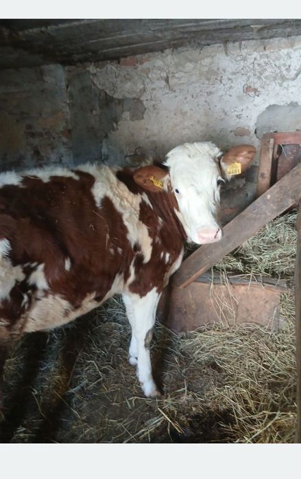 Vând juninca bălțată germana foarte buna blânda