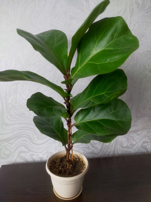 Продам Фикус лировидный