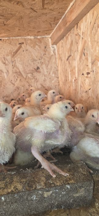 Доминат цыплята бройлер