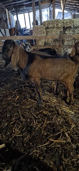 Vând tapi anglonubian