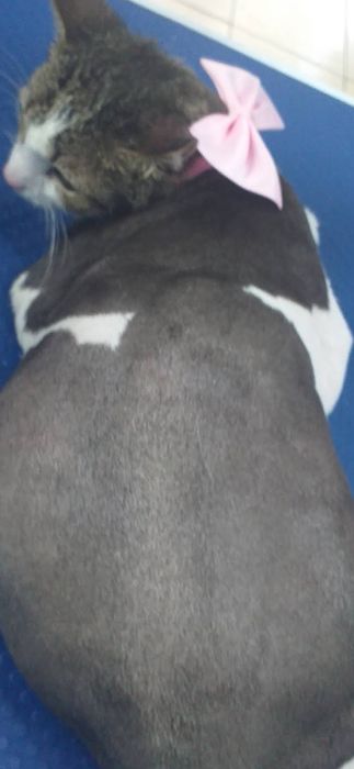 Tund pisicuțe la domiciliu