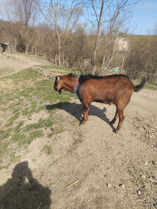 Țap de vînzare și o capra