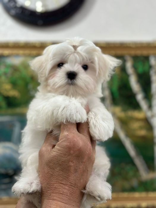 Мальтезе кукольный мальчик