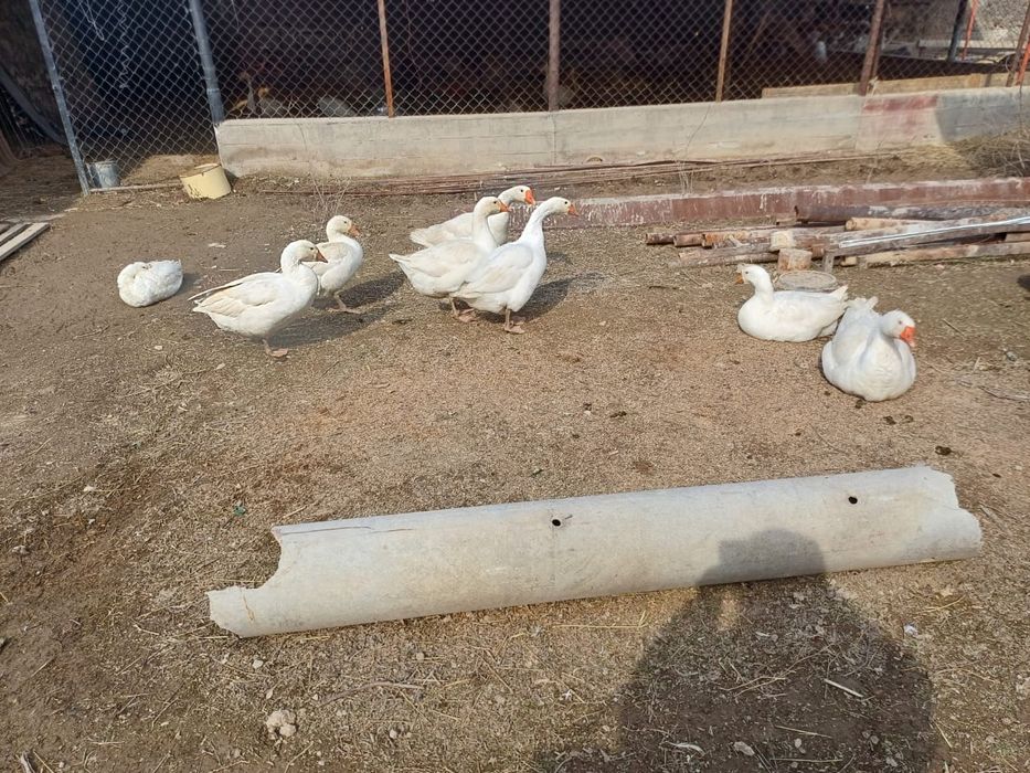 Қазы сатылады жаксы туып жатыр