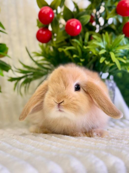 Karlik Baran Gold.Quyon bolasi. DEKORATIV KARLIK BARAN