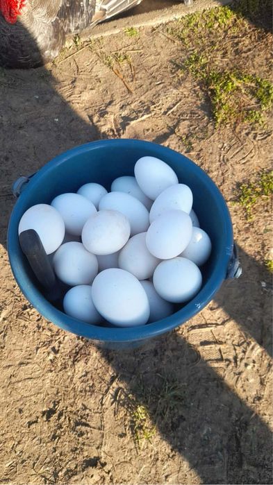 Vand oua de gasca !!