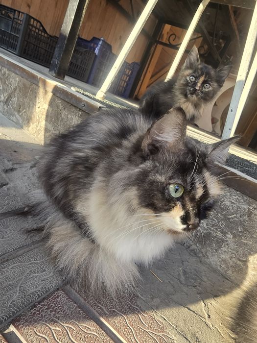 Отдам кошку бесплатно