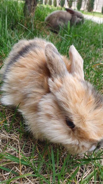Zotdor quyonchalar sotiladi arzon narxlarda