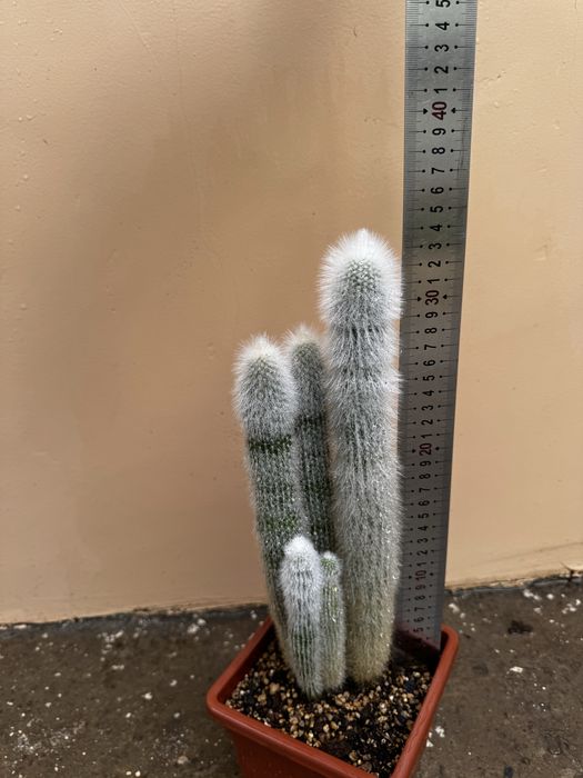 Кактус Cleistocactus strausii