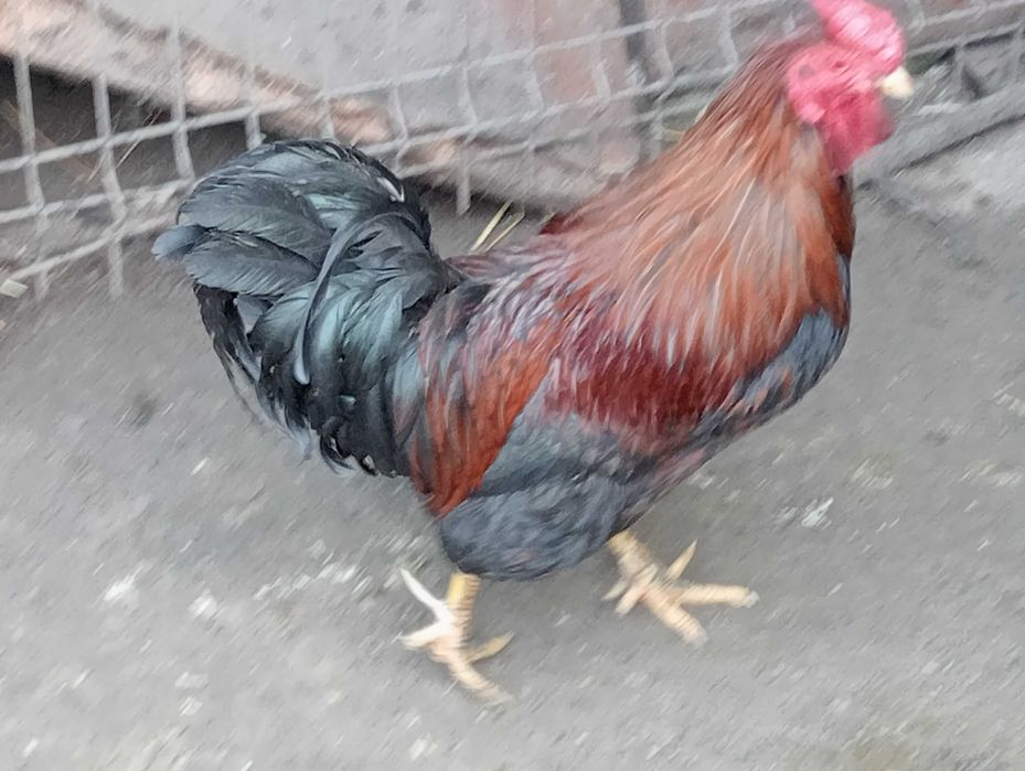 Vând cocoș de casa cu 70 de lei