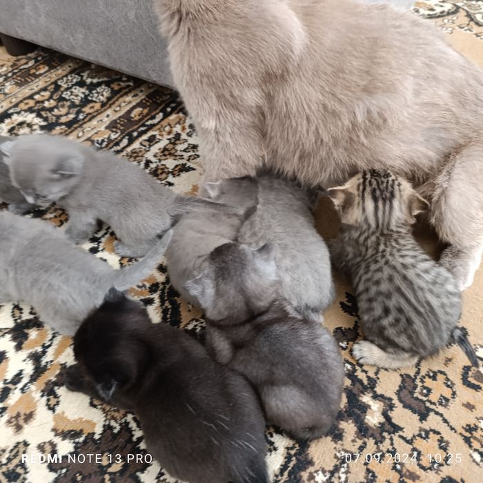 Милые котята готовы дарить тепло!!!