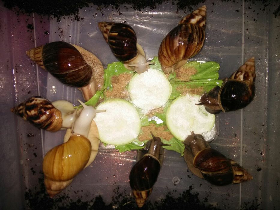 Улитки ахатина африканские