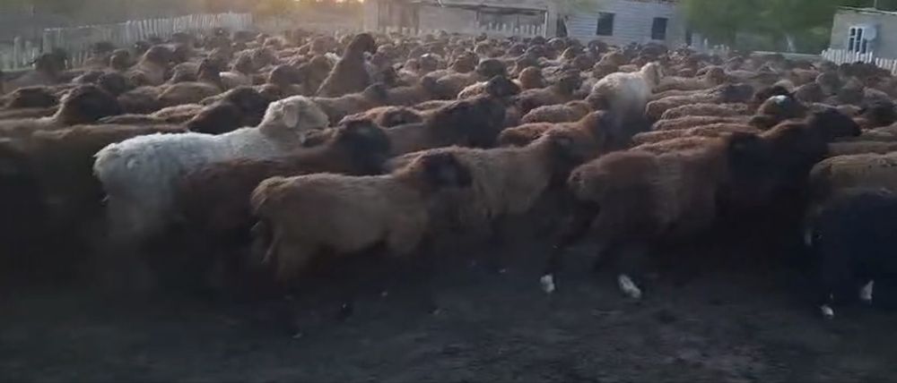 Қой сатылады, Гиссар 350 бас