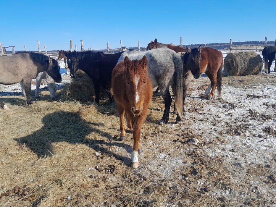 Жабағы   сатамын