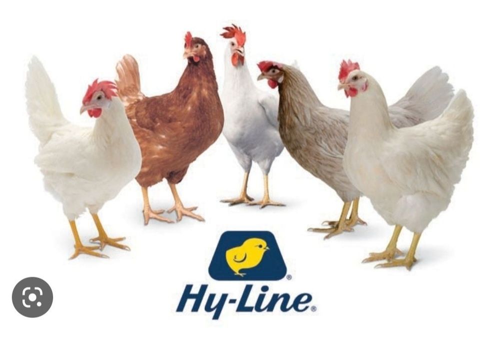 Хаммаси 100 % товук чикади. Хай-Лайн ва Ломан Сенди жужалари. Jojalar