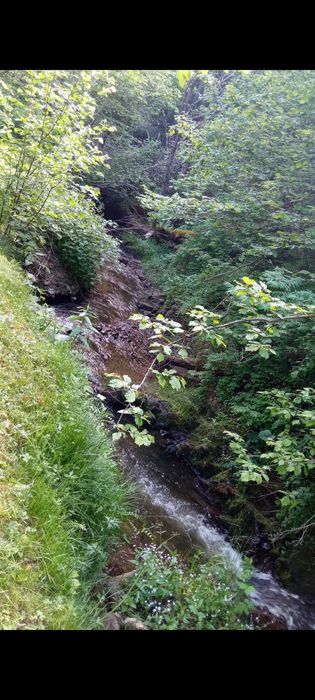 Un vis la marginea paraului