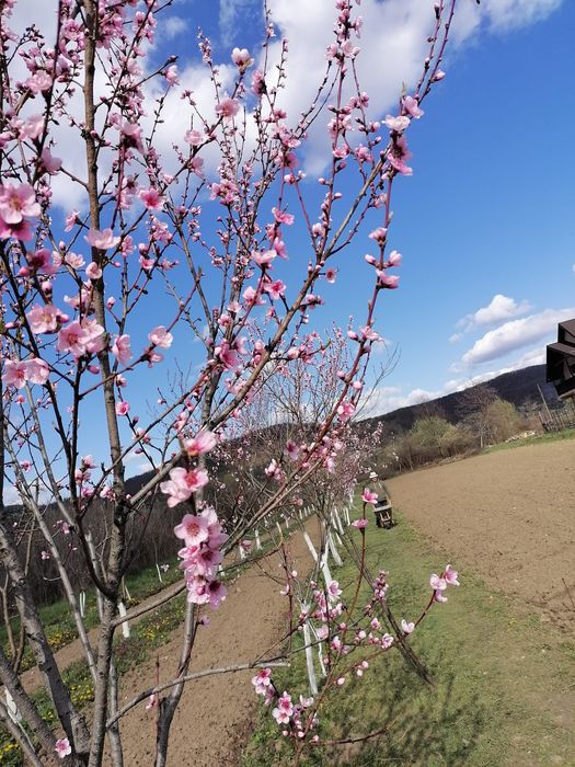 Vand, schimb teren intravilan cu intrarea din DN7c Trasfagarasan