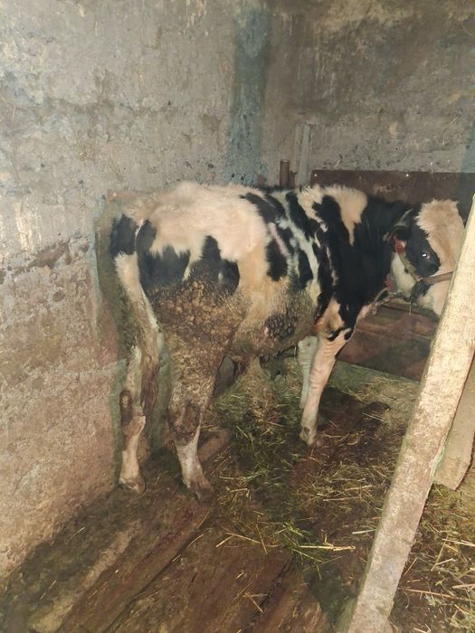 Продам бычков хорошие