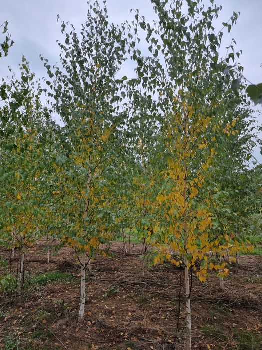 Tuia leylandi - mesteacăn alb (betula pendula)