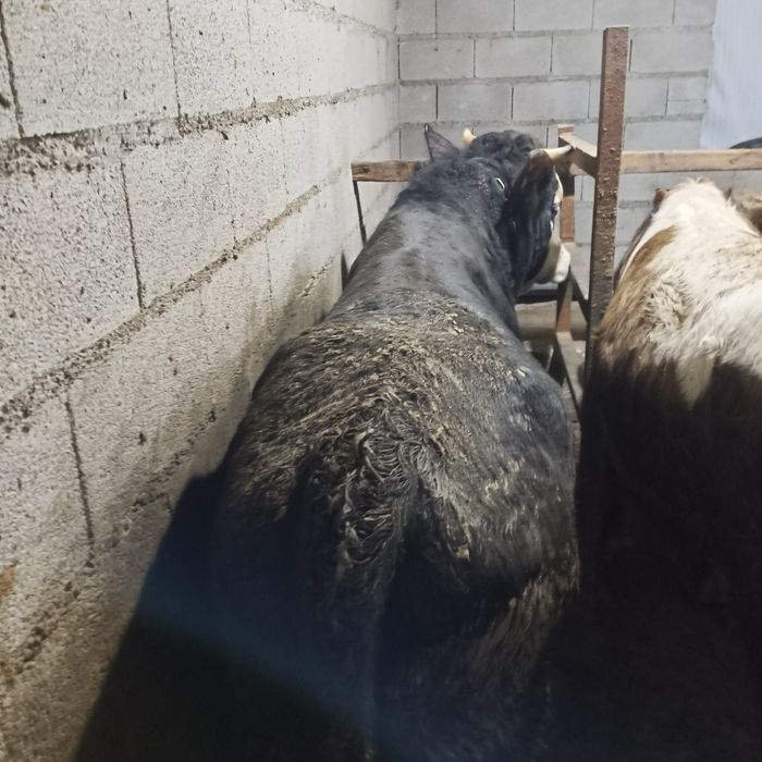 Продам 3 быка  стоят на откорме