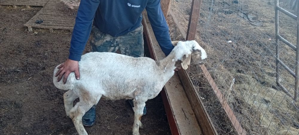 Продам овец ягнят баран