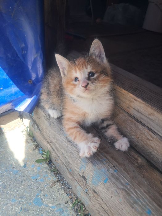 Отдам котёнка в хорошие руки