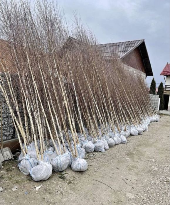 Catalpa glob mesteacan alb platan tei frasin oriunde in tara
