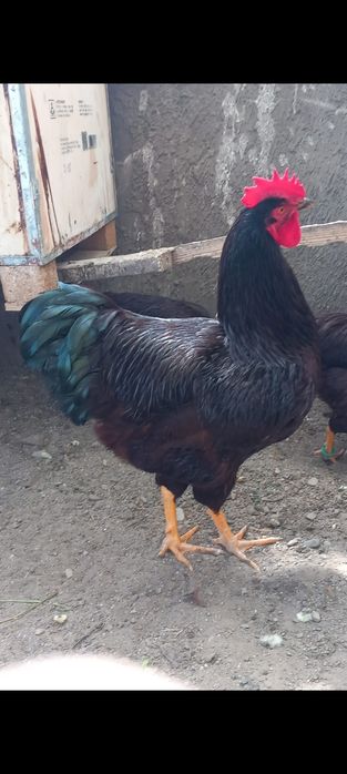 Disponibil această rasă de găini Rhodi șlam.