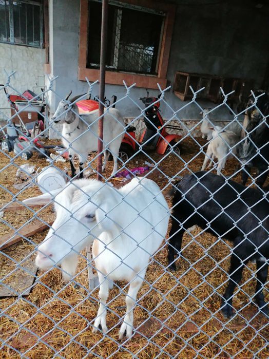 Продавам три кози