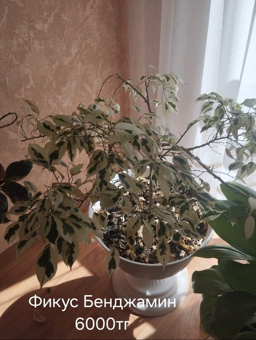 Комнатные растения