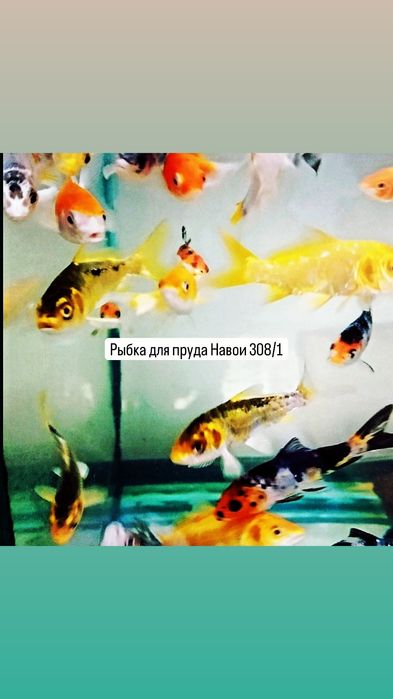 Корм для рыб в Афалине.Аль Фараби,Навои