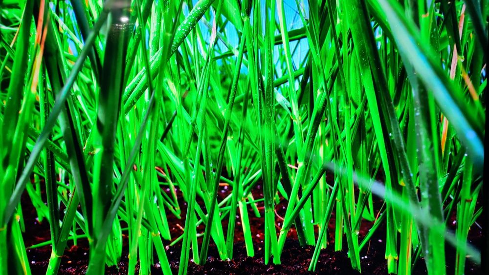 Настоящий 4к LG диагональ 70ка