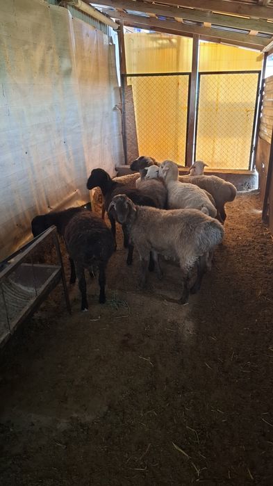 Каргалы продам баранов