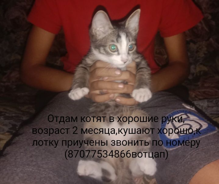 Отдам котят в хорошие руки