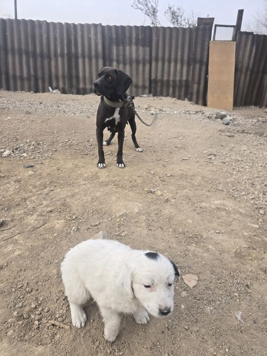 Отдам собаку руский спаниель девочка и щенка девочку